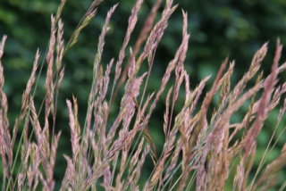 Festuca ovina Schapegras bestellen